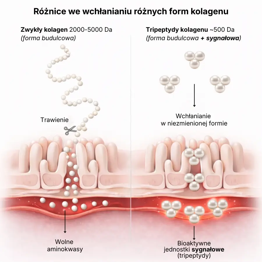Tripeptydy kolagenu 500 Da (Kolagen 500 Da)